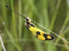 Libelloides-macaronius_2